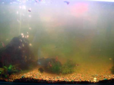11 причин, почему мутнеет вода в аквариуме