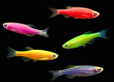 Рыбки данио: разновидности, выбор, уход, размножение