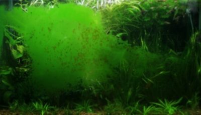 Опасность зеленого налета в аквариуме