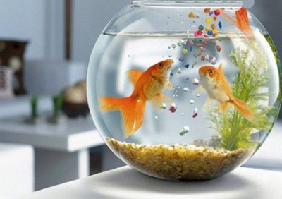 Как правильно кормить рыбок в аквариуме?