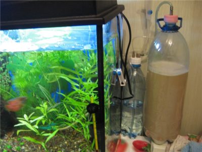СО2 в аквариуме. Роль углекислого газа и методы его подачи в аквариум