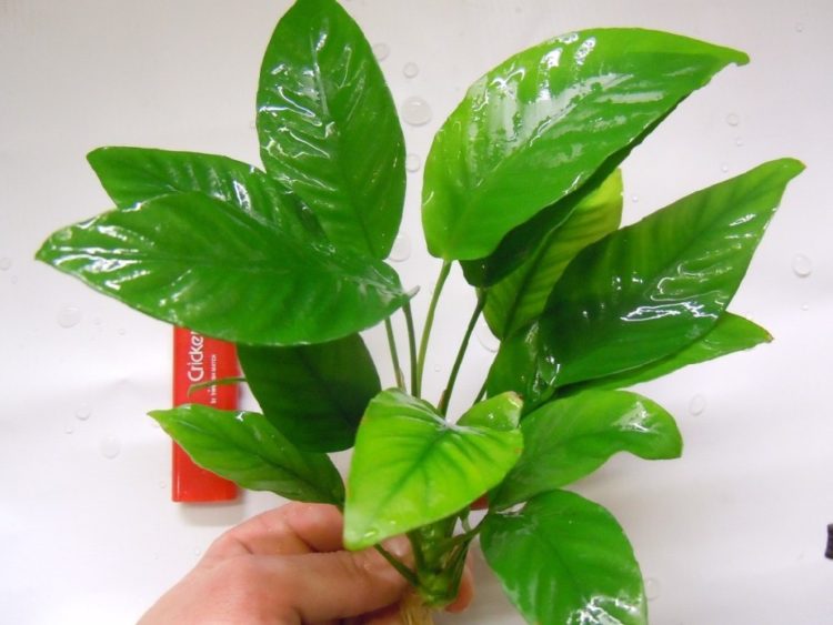 Прекрасное тропическое растение: анубиас Бартера