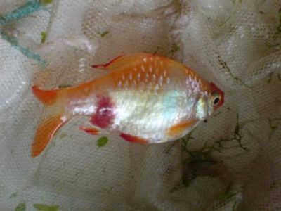 Болезни аквариумных рыб: симптомы и лечение